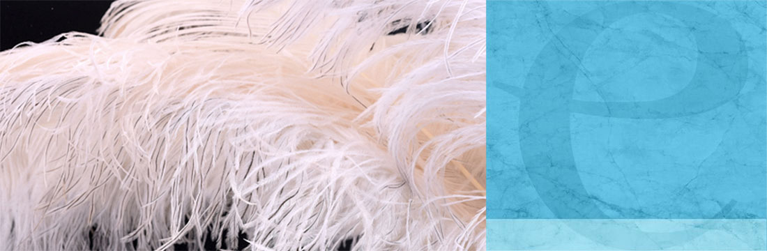Plumes-Plumes